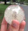 A Pair (2) of Real Dandelion Paperweights