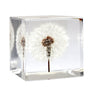 Dandelion Paperweight Block