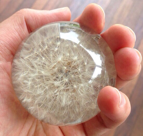 30 Large Sphere Dandelion Paperweights - Vernon