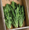 Catalogna Special Italian Dandelion Seed