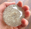 "I Fought the Lawn..." - Father's Day Dandelion Paperweight