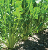 Catalogna Special Italian Dandelion Seed