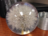 A Pair (2) of Real Dandelion Paperweights
