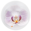 Orchid Paperweight