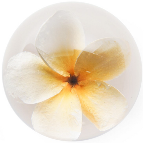 Plumeria Paperweight