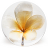 Plumeria Paperweight