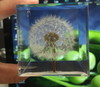 Dandelion Paperweight Block