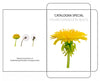 Catalogna Special Italian Dandelion Seed