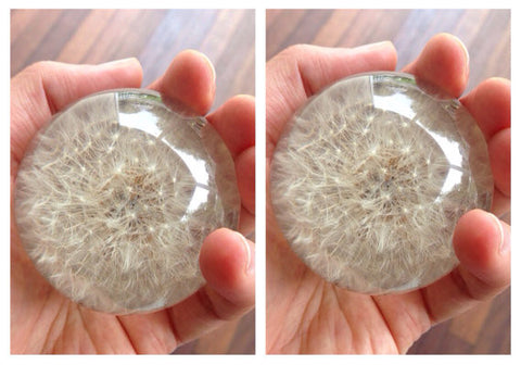 A Pair (2) of Real Dandelion Paperweights