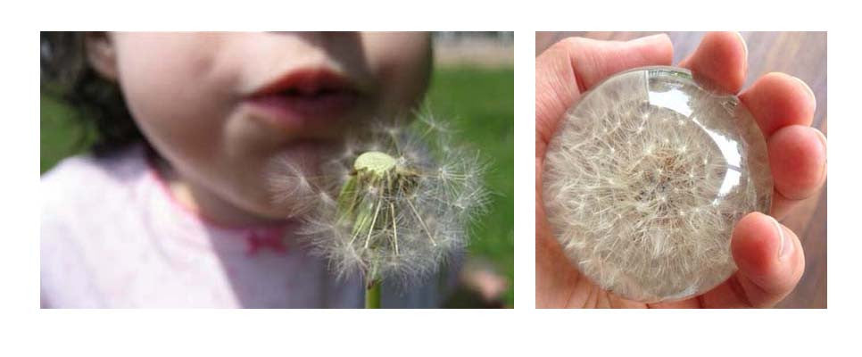 Blowing on a dandelion